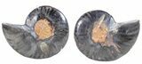 Split Black/Orange Ammonite Pair - Unusual Coloration #55575-1